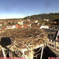 10_00-nest.jpg