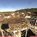 10_10-nest.jpg