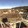 10_20-nest.jpg