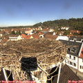 11_10-nest.jpg