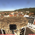 11_15-nest.jpg