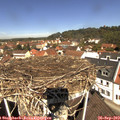11_45-nest.jpg