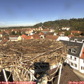 11_50-nest.jpg