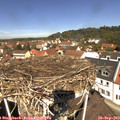 12_00-nest.jpg