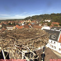 12_45-nest.jpg