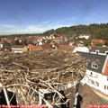 12_50-nest.jpg