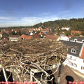 13_15-nest.jpg