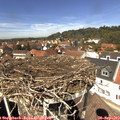 13_20-nest.jpg