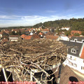 13_25-nest.jpg
