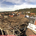 14_50-nest.jpg