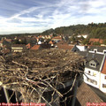 15_25-nest.jpg