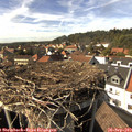 15_50-nest.jpg