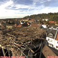 15_55-nest.jpg