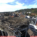 16_50-nest.jpg