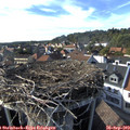 16_55-nest.jpg