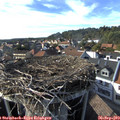 17_00-nest.jpg