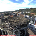 17_05-nest.jpg