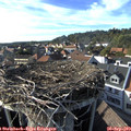 17_10-nest.jpg