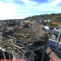 17_15-nest.jpg