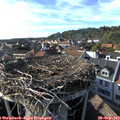 17_20-nest.jpg