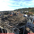 17_25-nest.jpg