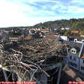 17_30-nest.jpg