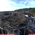 17_35-nest.jpg