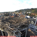 17_40-nest.jpg
