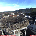 08_45-nest.jpg