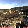 08_50-nest.jpg