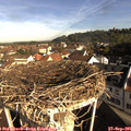 09_00-nest.jpg