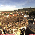 09_10-nest.jpg