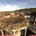 09_15-nest.jpg