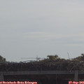 10_20-mast.jpg