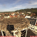 10_50-nest.jpg