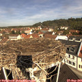 10_55-nest.jpg