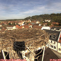11_00-nest.jpg