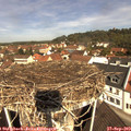 11_15-nest.jpg