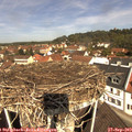 11_30-nest.jpg