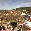 11_40-nest.jpg