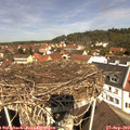 11_45-nest.jpg