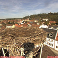 11_50-nest.jpg