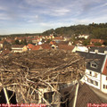 12_25-nest.jpg