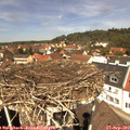 12_35-nest.jpg