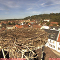 12_50-nest.jpg