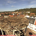 13_20-nest.jpg