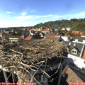 16_20-nest.jpg