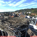 16_40-nest.jpg