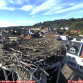 16_45-nest.jpg