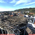 16_50-nest.jpg